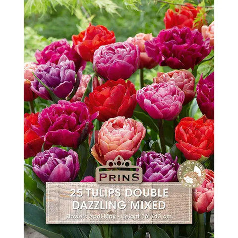 Prins Charming Double Dazzling Mixed Tulip Bulbs – 25pck