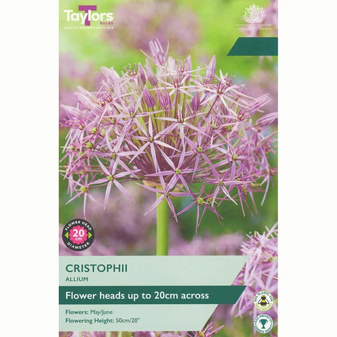 Taylors Bulbs Christophii Allium Bulbs – 7pck