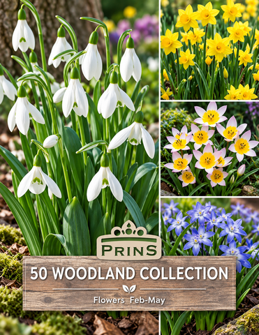 Prins Charming Woodland Collection - 50pk