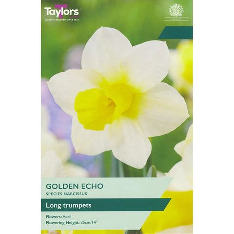 Taylors Bulbs Species Golden Echo Narcissi Bulbs – 6pck