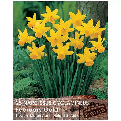 Prins Charming February Gold Narcissus Bulbs – 25pck