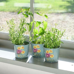Burgon & Ball Herb Pots Burgon & Ball RHS Asteraceae Herb Pots