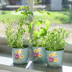 Burgon & Ball Herb Pots Burgon & Ball RHS Asteraceae Herb Pots