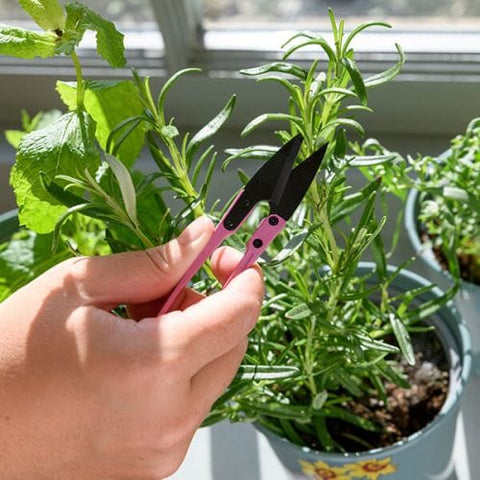 Burgon & Ball RHS Asteraceae Herbset