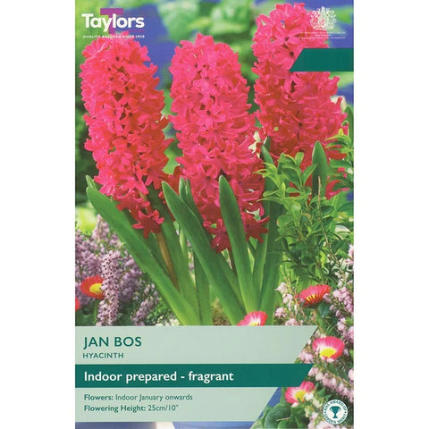 Taylors Indoor Jan Bos Hyacinth Bulbs – 3pck