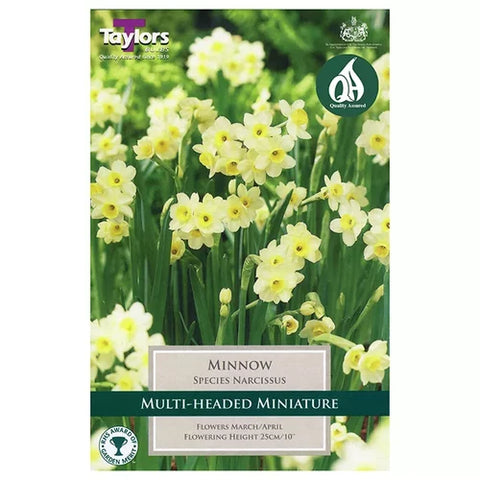 Taylors Bulbs Species Minnow Narcissi Bulbs – 15pck