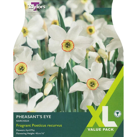 Taylors Bulbs Pheasant's Eye Narcissus Bulbs – 12pck