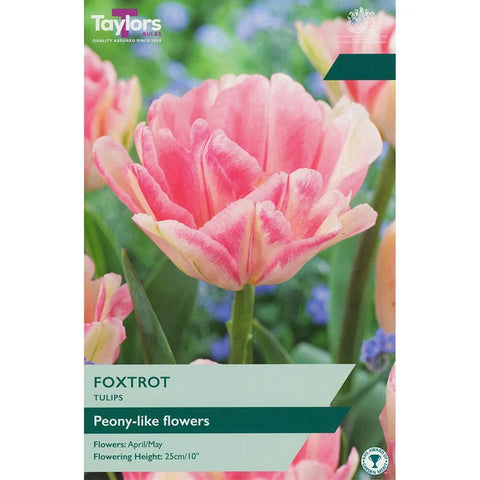 Taylors Bulbs Double Foxtrot Tulip Bulbs – 6pck