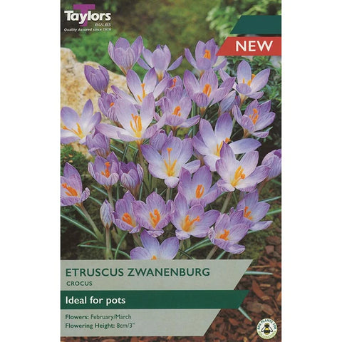 Taylors Bulbs species Etruscus Zwaneburg Crocus Bulbs – 15pck