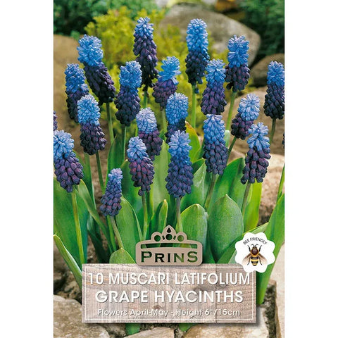 Prins Charming Latiolium Muscari Bulbs – 20pck