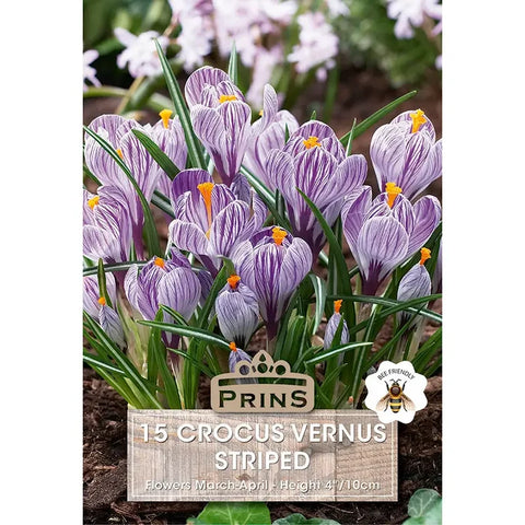 Prins Charming Vernus Striped Crocus Bulbs – 15pck