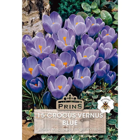 Prins Charming Vernus Blue Crocus Bulbs – 15pck