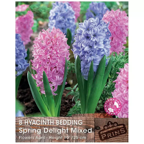 Prins Charming Spring Delight Pink/Blue Hyacinth Bulbs – 8pck