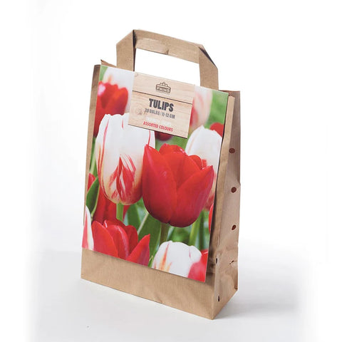 Prins Charming Triumph Red/White Tulip Bulbs – Gift Bag