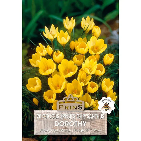 Prins Charming Species Dorothy Crocus Bulbs – 20pck