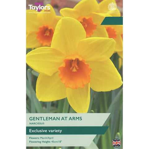 Taylors Bulbs Gentleman At Arms Narcissus Bulbs – 6pck