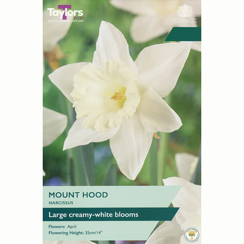 Taylors Bulbs Mount Hood Narcissus Bulbs – 6pck