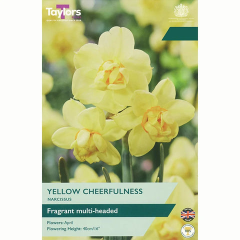 Taylors Bulbs Yellow Cheerfulness Narcissus Bulbs – 6pck