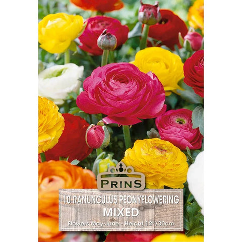 Prins Charming Mixed Ranunculus Bulbs – 10pck