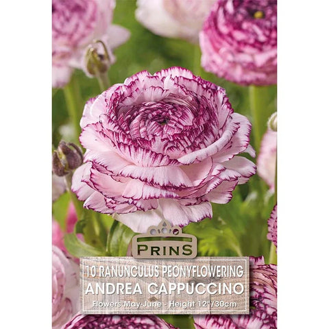 Prins Charming Andrea Cappuccino Ranunculus Bulbs – 10pck