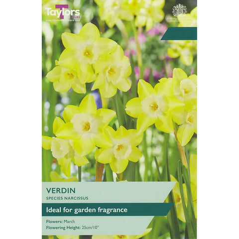Taylors Bulbs Species Verdin Narcissus Bulbs – 10pck