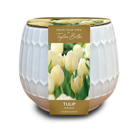 Taylors Bulbs Indoor Part Glazed Tulip Planter – Gift Pot