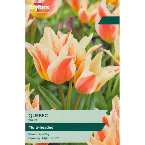 Taylors Bulbs Dwarf Quebec Tulip Bulbs – 9pck
