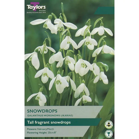 Taylors Bulbs woronowii Snowdrops Galanthus Bulbs – 10pck