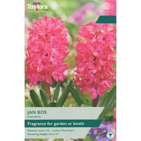 Taylors Bulbs garden Jan Bos Hyacinth Bulbs – 5pck