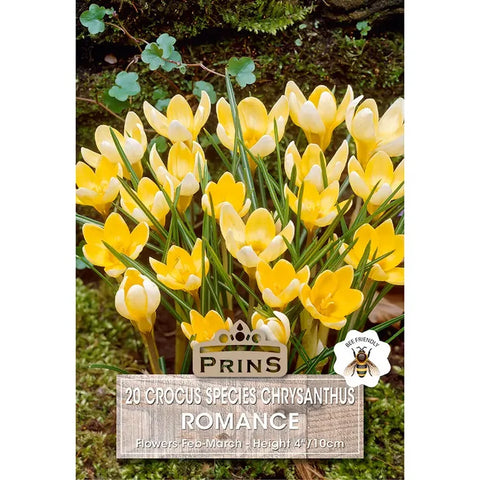Prins Charming Species Romance Crocus Bulbs – 20pck