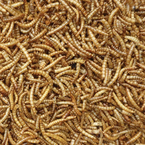 Fallen Fruits Meal Worms & Worms Fallen Fruits Dried Mealworm Tub 700G