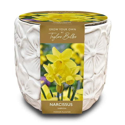 Taylors Bulbs Indoor Embossed Narcissi Planter – 5 bulbs