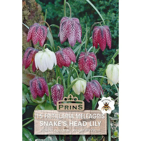 Prins Charming Meleagris snakes Head Fritillaria Bulbs – 15pck