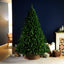 Festive Artificial Trees Festive - Victoria Pine - 7ft/210cm Christmas Tree