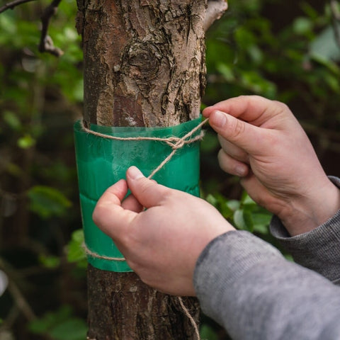 Growing Success Tree Care Growing Success Glue Band Traps 1.75 Meters