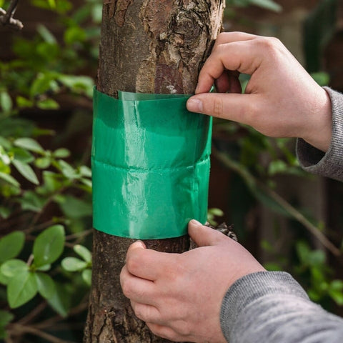 Growing Success Tree Care Growing Success Glue Band Traps 1.75 Meters