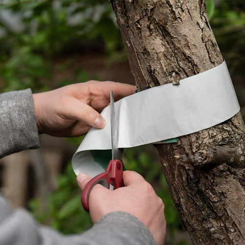 Growing Success Tree Care Growing Success Glue Band Traps 1.75 Meters