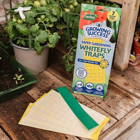 Growing Success Insect Control Growing Success Whitefly Traps 7 x Traps