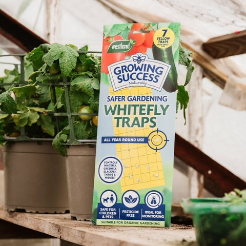 Growing Success Insect Control Growing Success Whitefly Traps 7 x Traps