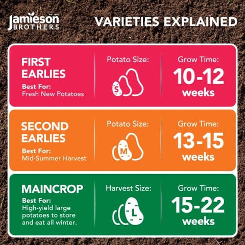 Taylors Jamieson Brothers First Early Seed Potato 2kg - Maris Bard