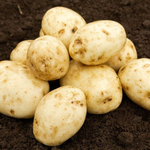 Taylors Jamieson Brothers First Early Seed Potato 2kg - Maris Bard