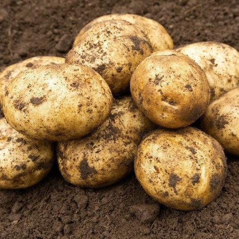 Taylors Jamieson Brothers First Early Seed Potato 2kg - Maris Bard