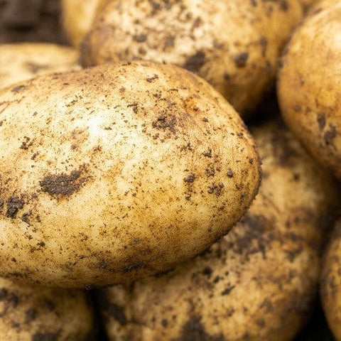 Taylors Jamieson Brothers First Early Seed Potato 2kg - Maris Bard