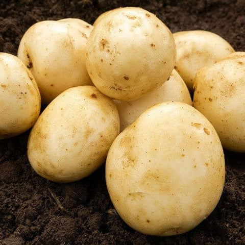 Jamieson Brothers Jamieson Brothers First Early Seed Potato 2kg - Pentland Javelin