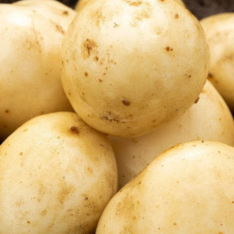 Jamieson Brothers Jamieson Brothers First Early Seed Potato 2kg - Pentland Javelin