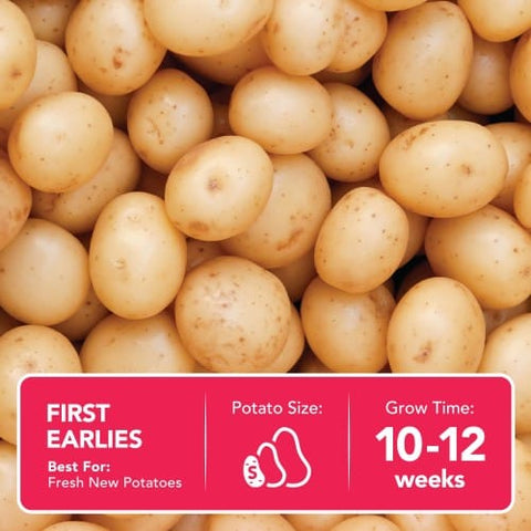 Jamieson Brothers Jamieson Brothers First Early Seed Potato 2kg - Pentland Javelin