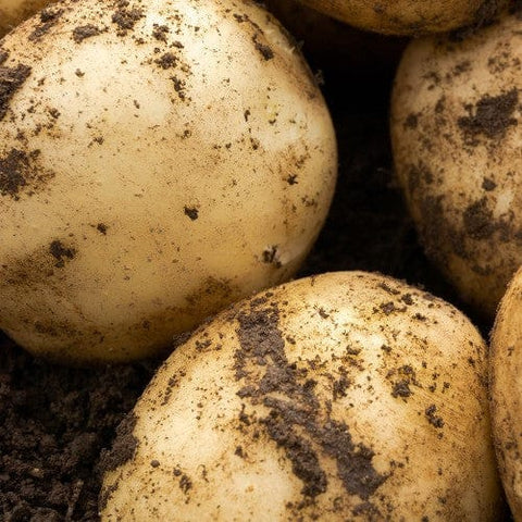 Jamieson Brothers Jamieson Brothers First Early Seed Potato 2kg - Pentland Javelin