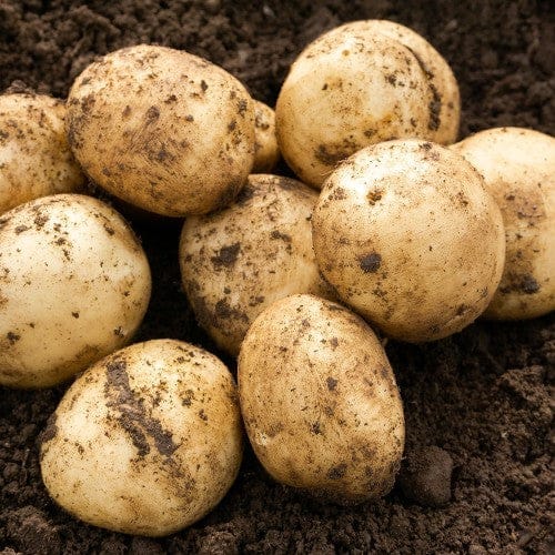 Jamieson Brothers Jamieson Brothers First Early Seed Potato 2kg - Pentland Javelin