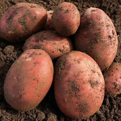 Jamieson Brothers Jamieson Brothers First Early Seed Potato 2kg - Red Duke Of York