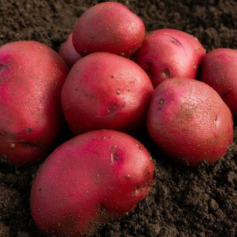 Jamieson Brothers Jamieson Brothers First Early Seed Potato 2kg - Red Duke Of York